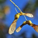 Clones Agréés par Variété de Table - ONIVINS