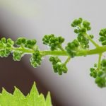 La Sélection des Plants de Vigne - ONIVINS