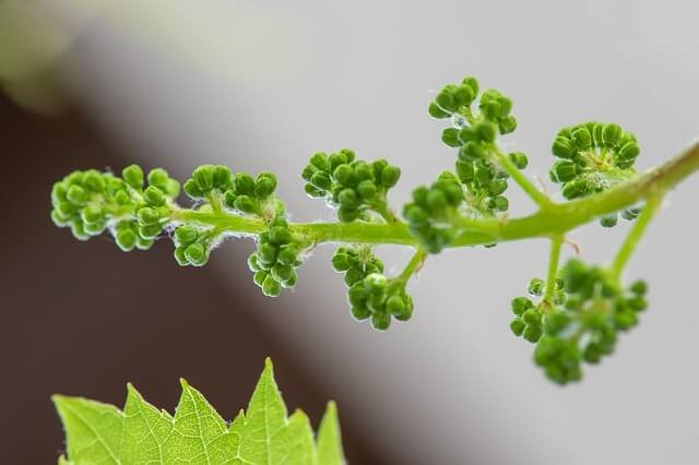 La Sélection des Plants de Vigne - ONIVINS