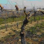 La taille de la vigne de vin - Onivins