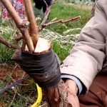 Porte greffe de vigne - Onivins