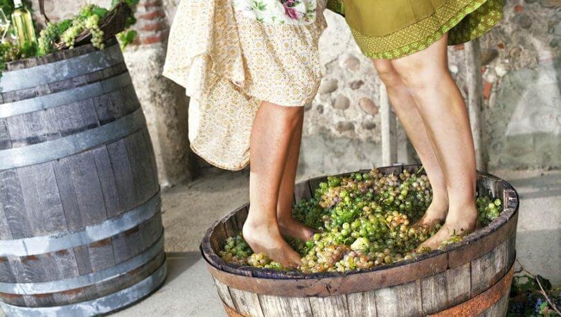 Vinification du Vin Blanc - ONIVINS